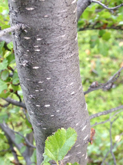 Nothofagus antarctica