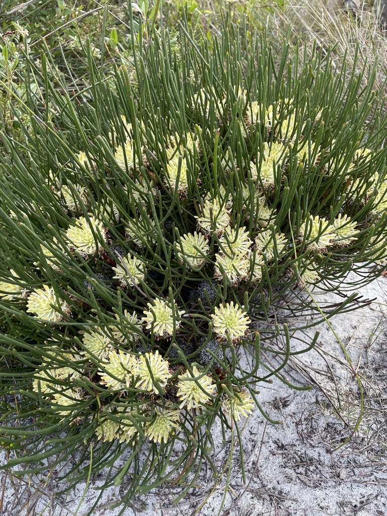 Petrophile longifolia