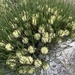 Petrophile longifolia - Photo (c) Lindsey Walters, algunos derechos reservados (CC BY-NC), subido por Lindsey Walters