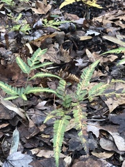 Arachniodes simplicior