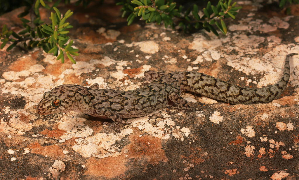 Alexander’s Southern Gecko