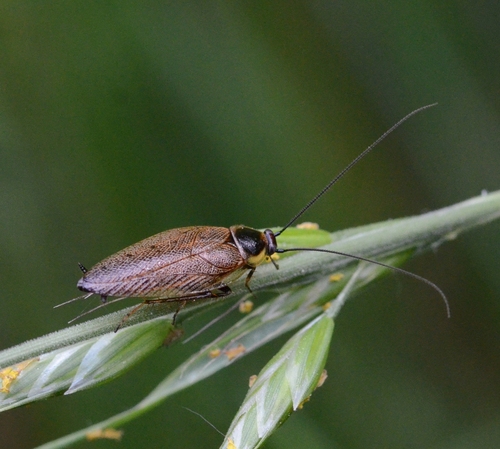 Ectobius lapponicus