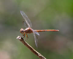 Erythrodiplax umbrata