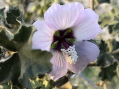Malva subovata