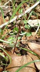 Neottia bifolia