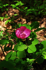 Paeonia daurica