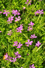 Geranium asphodeloides