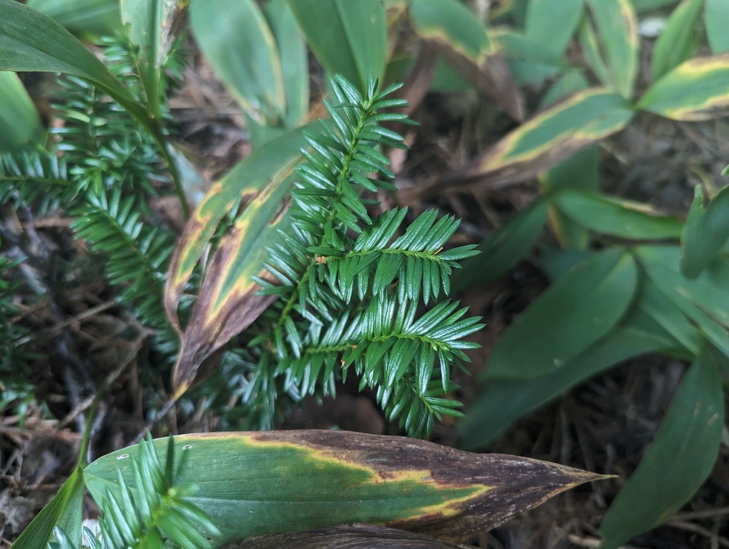 Canadian Yew In September 2023 By Ryan Sorrells INaturalist   Large 