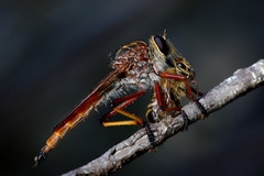 Colepia rufiventris