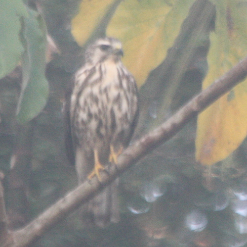 Buteo nitidus