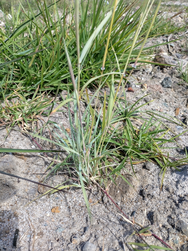 Queensland Blue Grass from Godwin Beach QLD 4511, Australia on