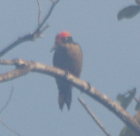 Melanerpes chrysauchen