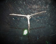 Hellinsia inquinatus