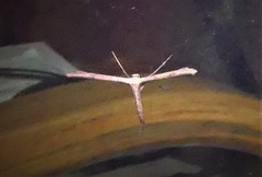 Hellinsia inquinatus