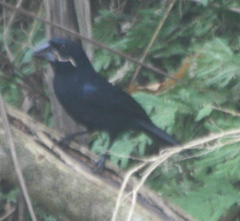 Cyanoloxia cyanoides