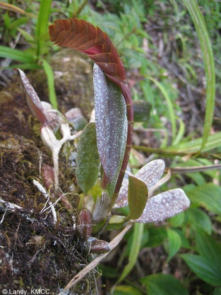Bulbophyllum occultum Thouars