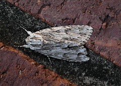Acronicta americana