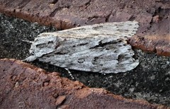 Acronicta americana