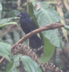 Cyanoloxia cyanoides