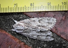 Acronicta americana