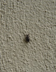 Exocentrus punctipennis