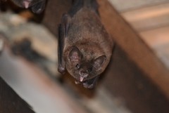 Pallas's Long-Tongued Bat photo 5