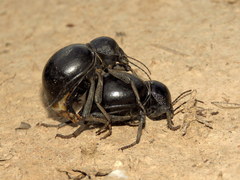 Ocnodes