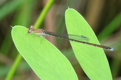 Argentagrion ambiguum