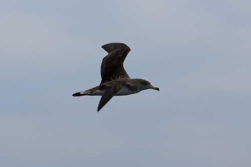 Puffin de Scopoli