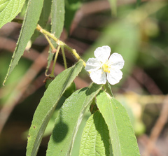 Muntingia calabura image