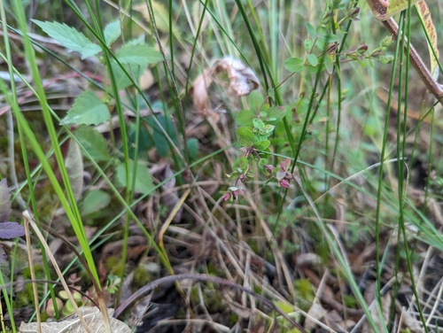 Northern St. Johnswort (Hypericum boreale)