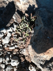 Crassula lanuginosa