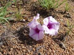 Ipomoea bolusiana