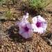 Narrowleaf Morning Glory - Photo (c) Andrew Hankey, some rights reserved (CC BY-SA), uploaded by Andrew Hankey