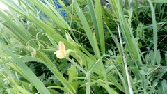 Lathyrus annuus