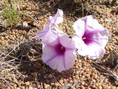 Ipomoea bolusiana