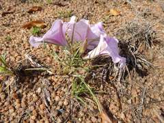 Ipomoea bolusiana