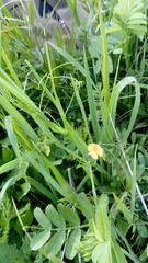 Lathyrus annuus