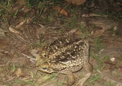 Rhinella diptycha