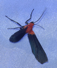 Psoloptera basifulva