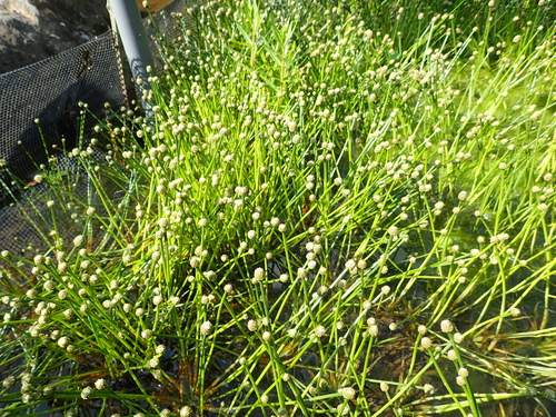 Eriocaulon heleocharioides iNat (3)