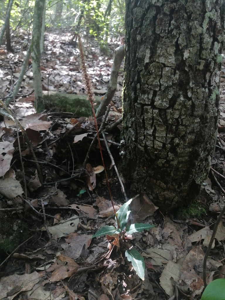 Goodyera striata