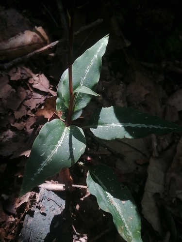 Image of Goodyera striata by (c) Erick Vélez Sánchez, some rights reserved (CC BY)