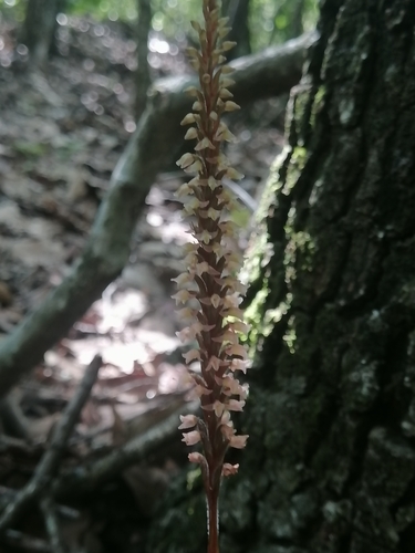 Image of Goodyera striata by (c) Erick Vélez Sánchez, some rights reserved (CC BY)