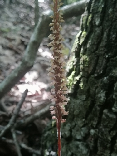 Image of Goodyera striata by (c) Erick Vélez Sánchez, some rights reserved (CC BY)