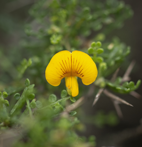 Adesmia microphylla Hook. & Arn.