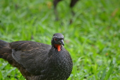 Penelope superciliaris