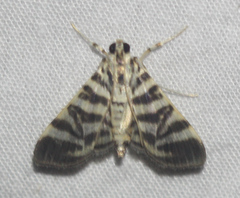 Spilomela