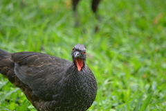 Penelope superciliaris