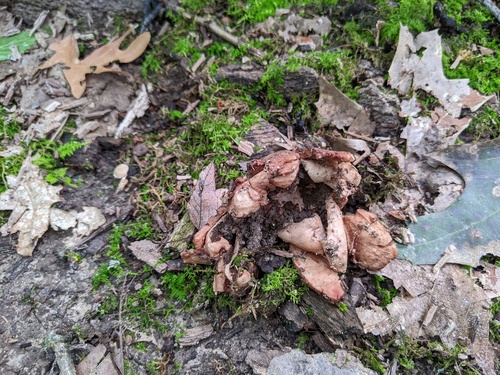 Geastrum rufescens (Photo 4 of 6)